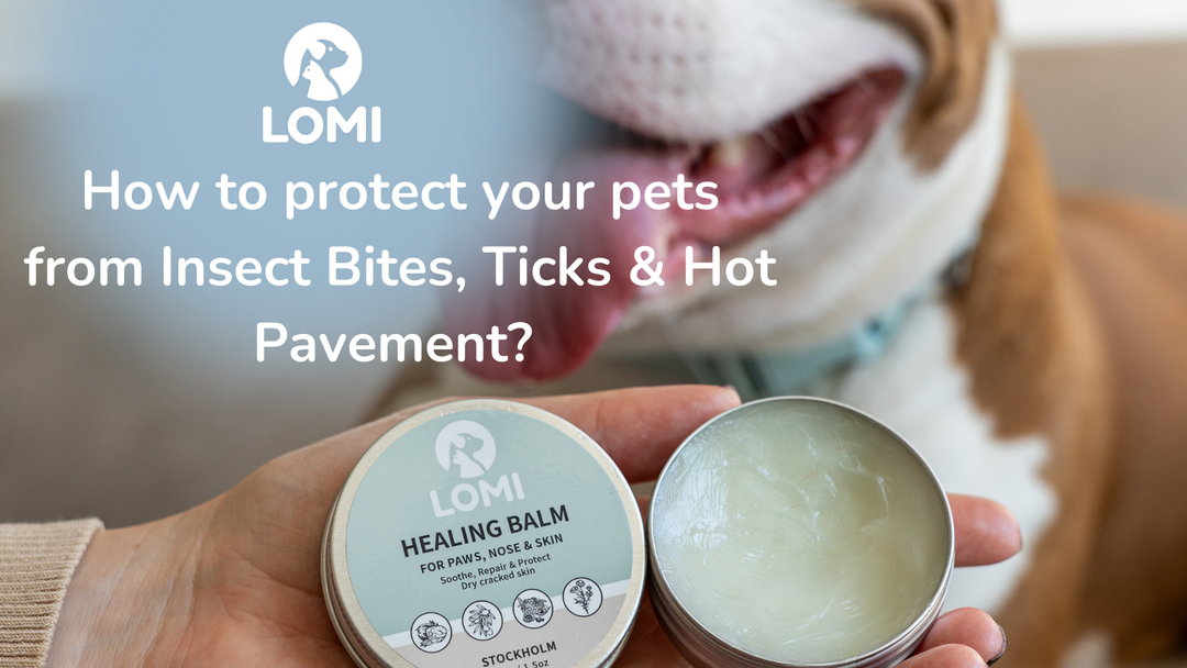 Insektsbett, Fästingar & Het Asfalt? 🌞🐾