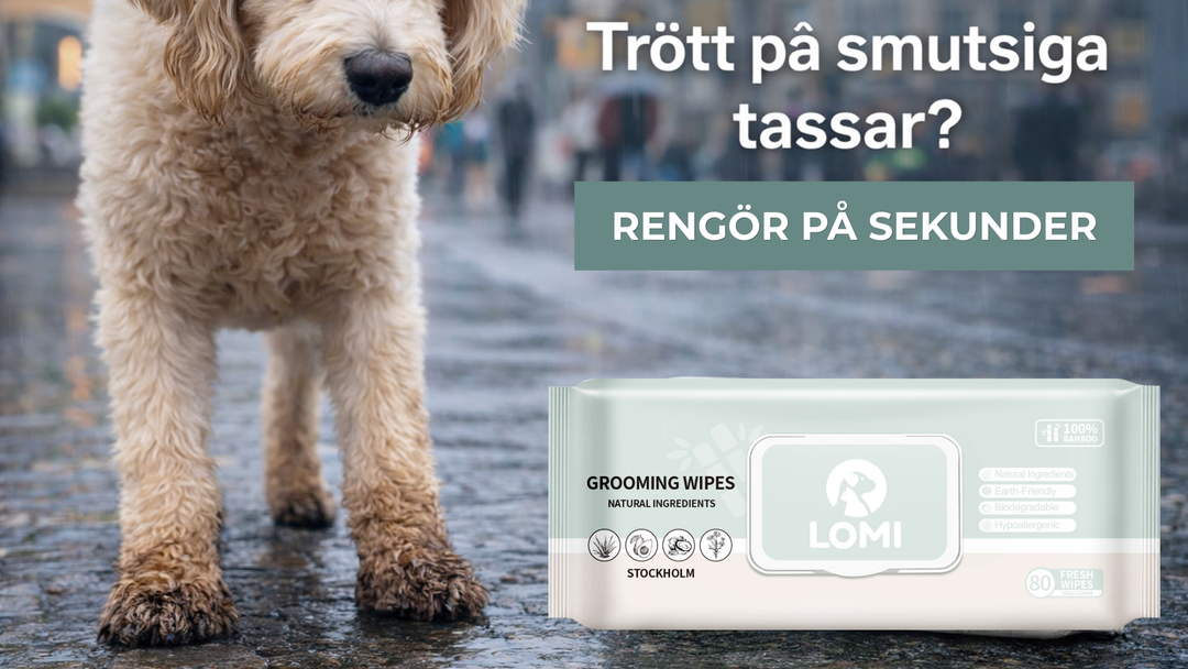 Hur rengör man hundens tassar efter promenad? 🐾