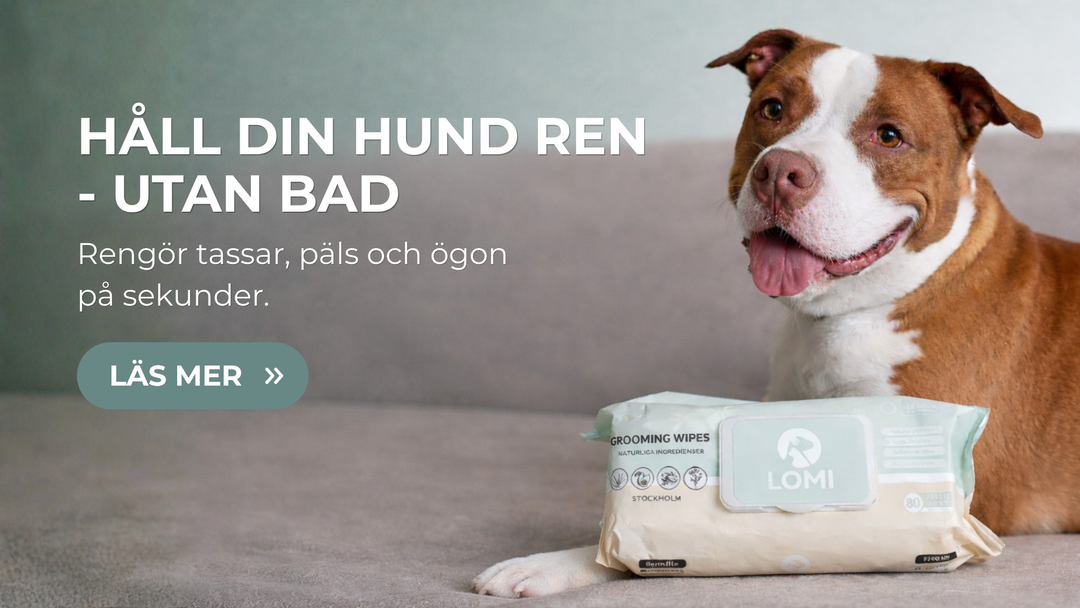 Våtservetter för hund – så rengör du din hund snabbt och skonsamt utan bad