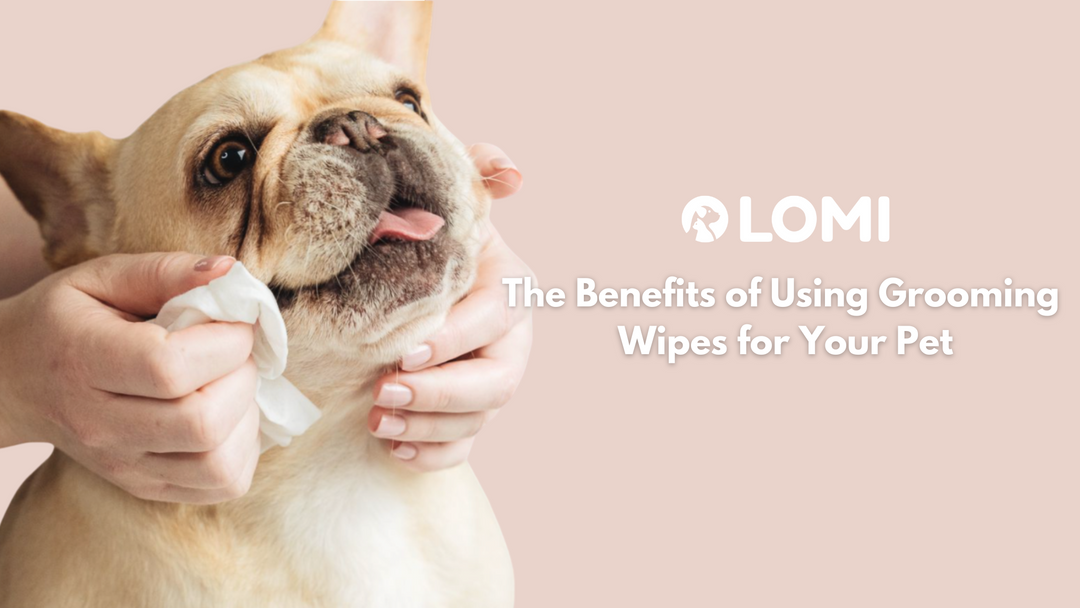 🌿 🐾 4 Anledningar att Välja Våtservetter för Husdjur!