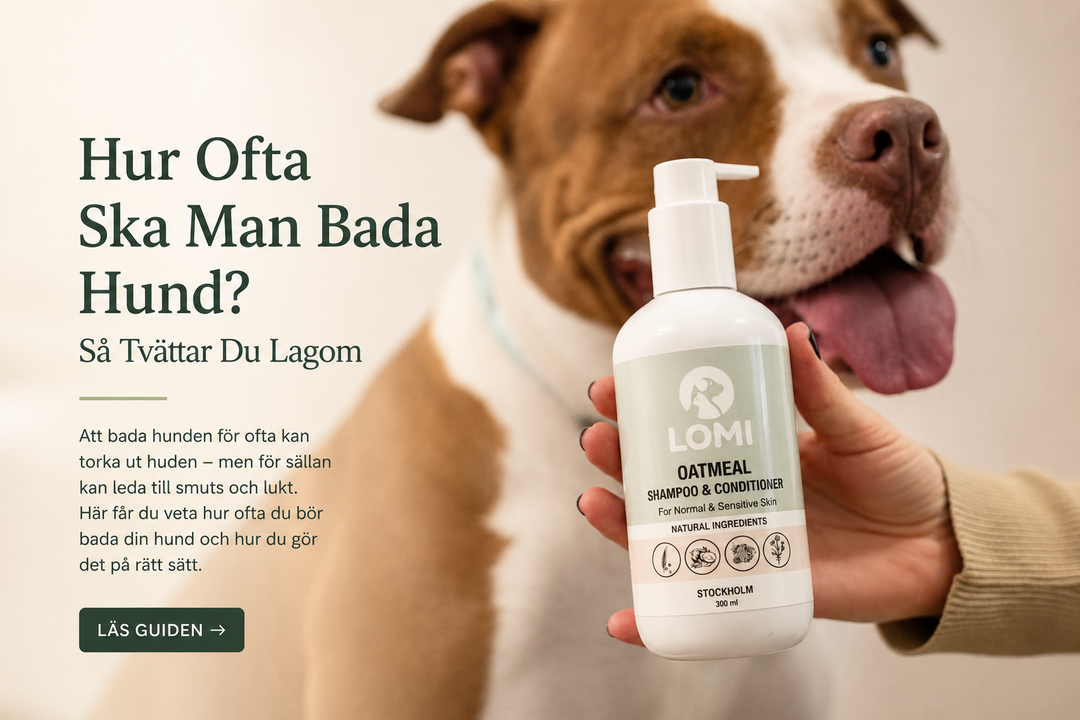 Hur Ofta Ska Man Bada Hund? Så Tvättar Du Lagom