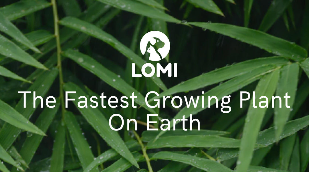 The Fastest Growing Plant On Earth