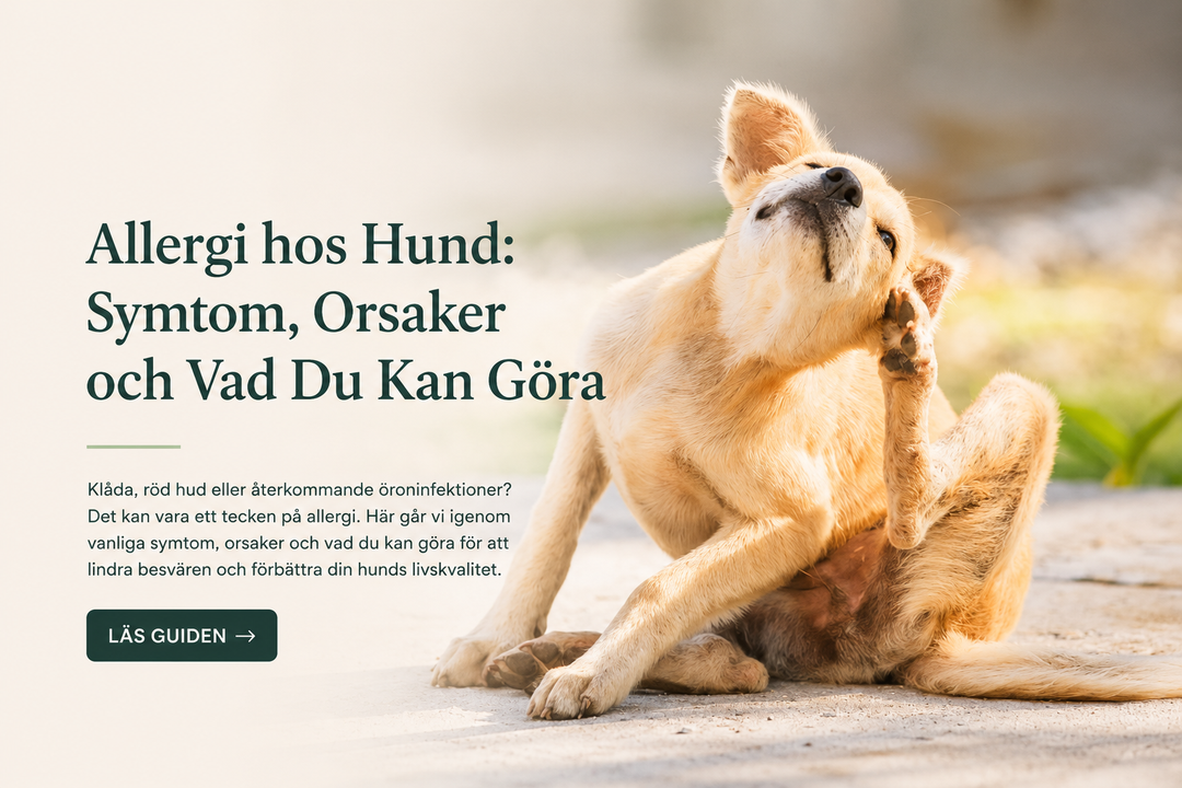 Allergi hos Hund: Symtom, Orsaker och Vad Du Kan Göra