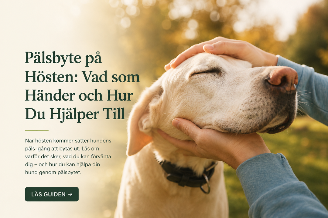 Pälsbyte på Hösten – Så Hjälper Du Din Hund