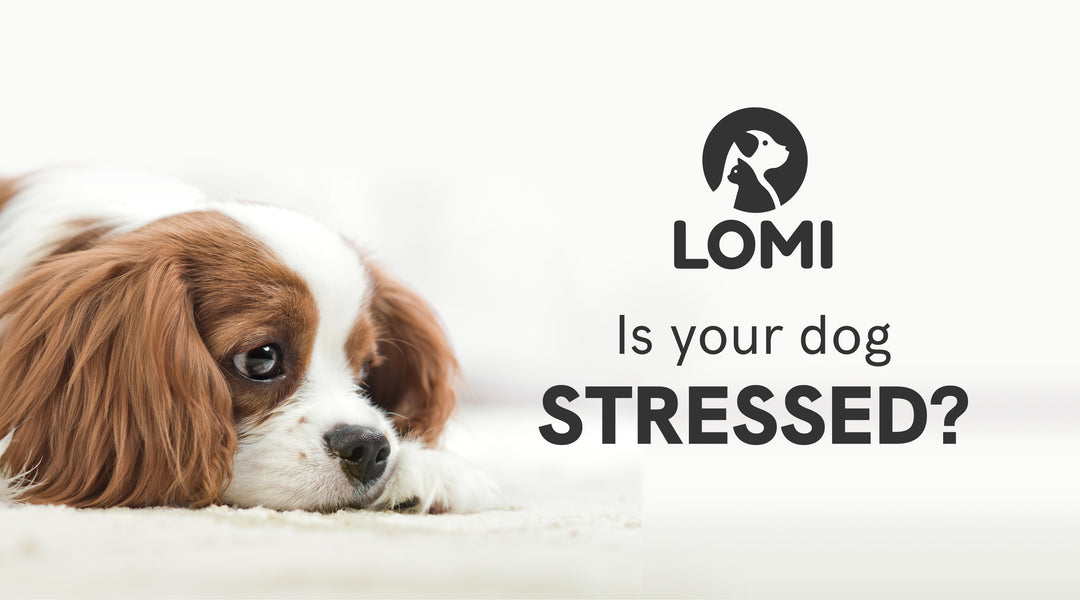 Is your dog stressed?