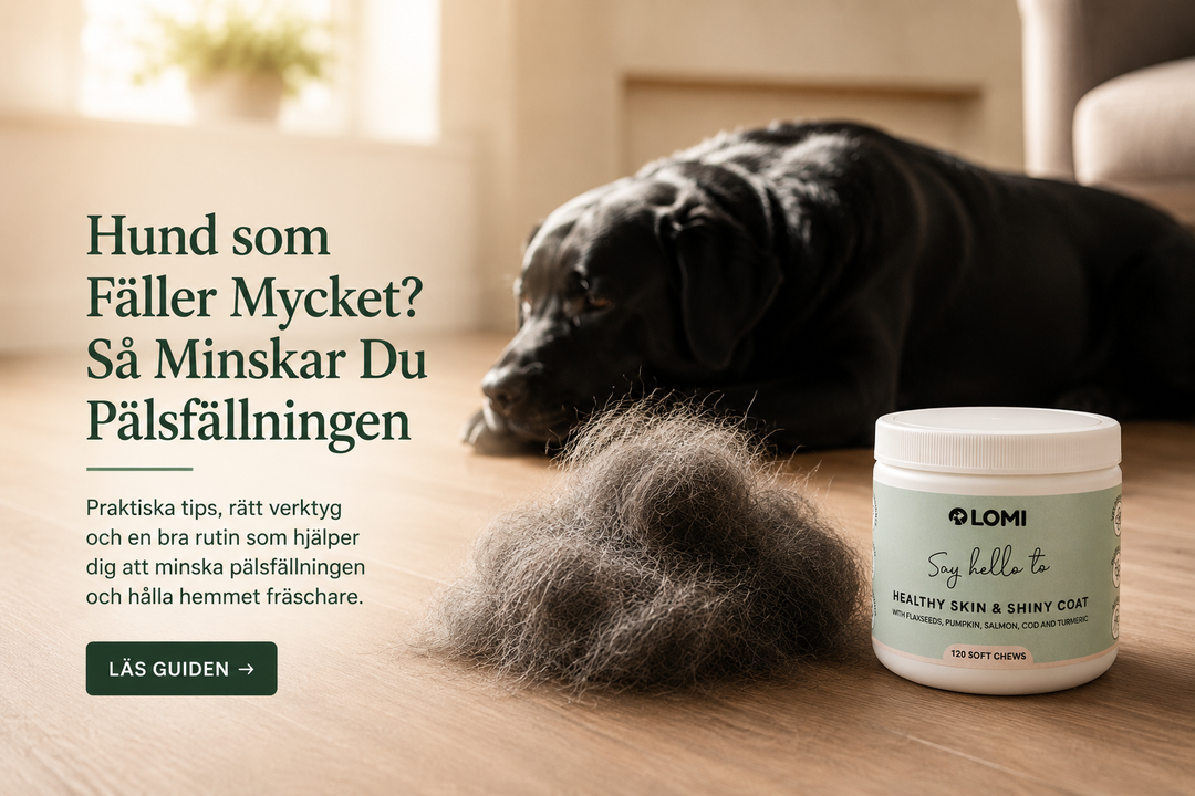Hund som Fäller Mycket? Så Minskar Du Pälsfällningen