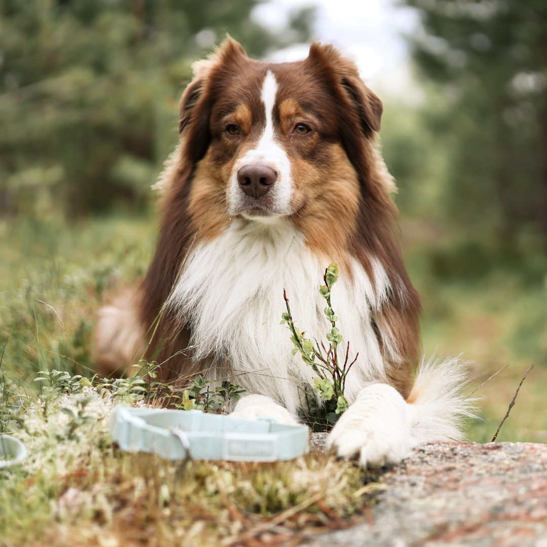 Hundhalsband - EcoComfort