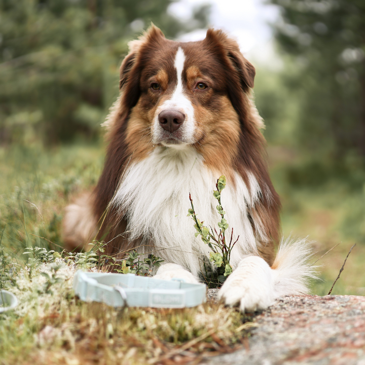 Hundhalsband - EcoComfort