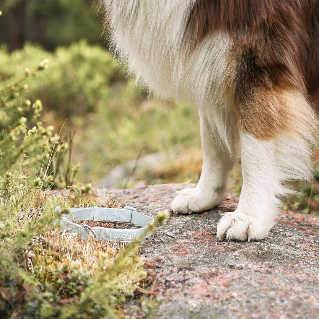 Hundhalsband - EcoComfort