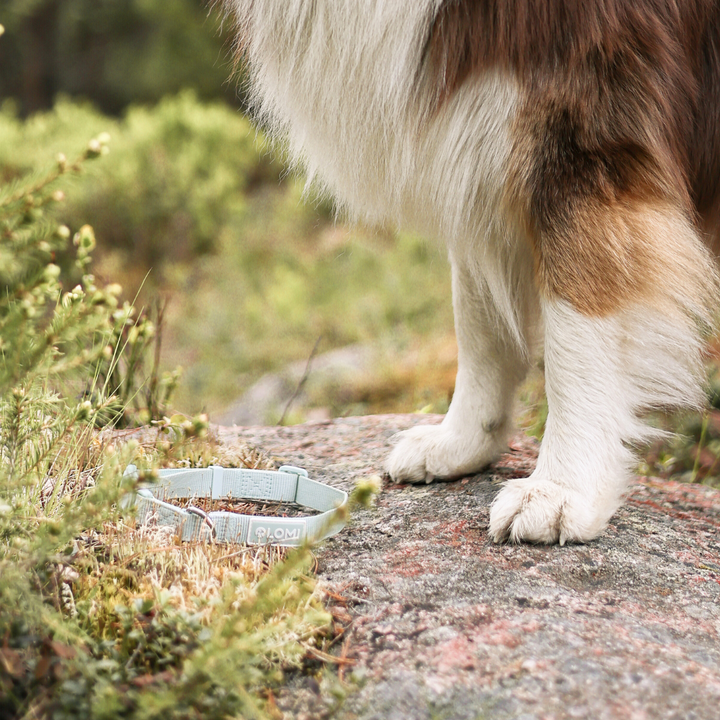 Hundhalsband - EcoComfort