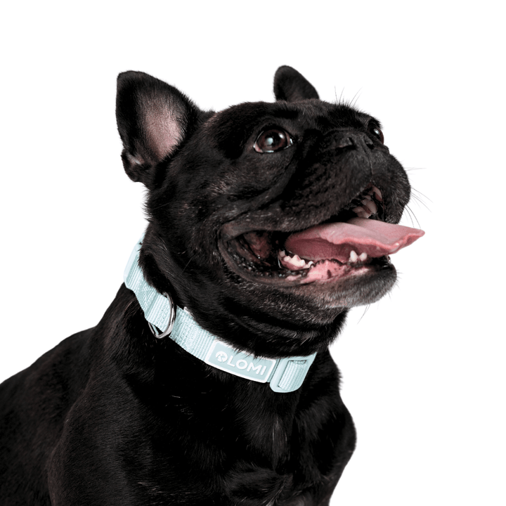 Hundhalsband - EcoComfort