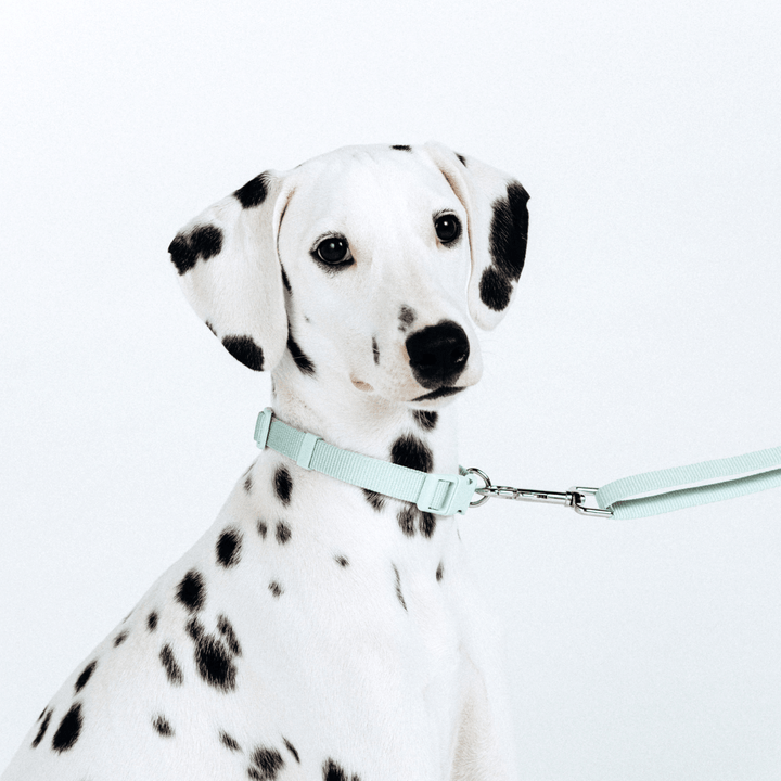 Hundhalsband - EcoComfort