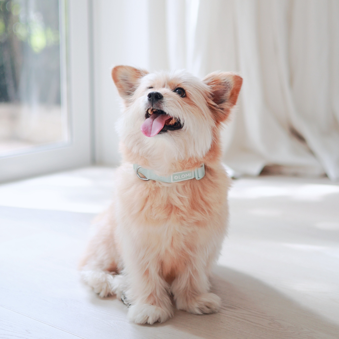 Hundhalsband - EcoComfort