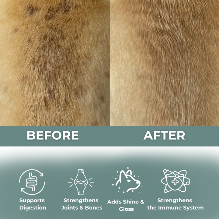 Vitamingodis för Frisk hud och päls