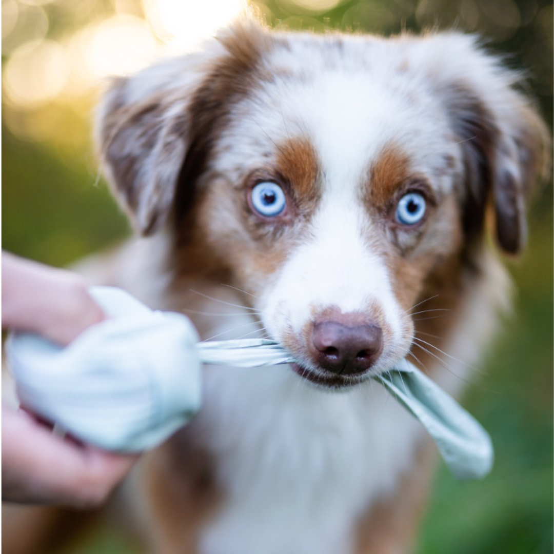 100% Komposterbara hundbajspåsar