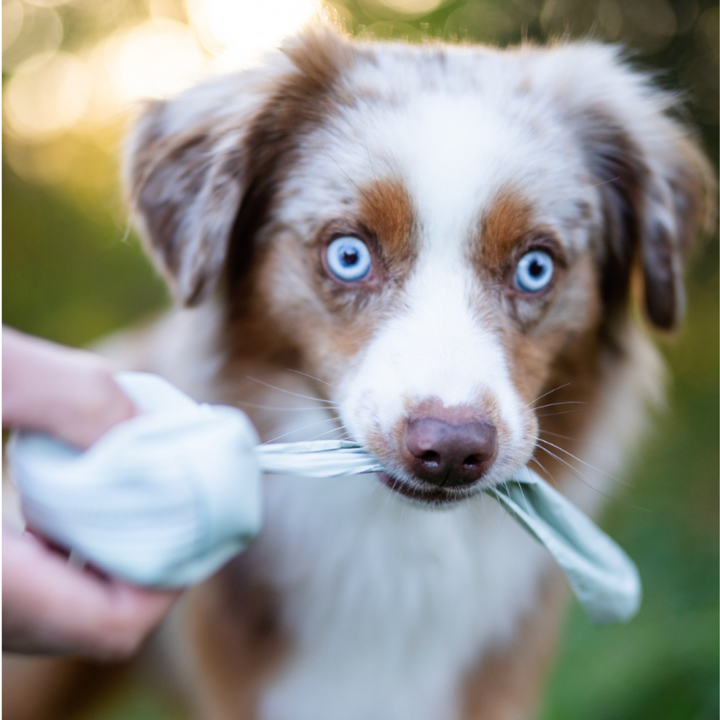 100% Komposterbara hundbajspåsar